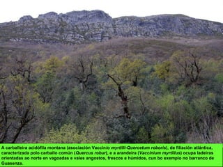 A carballeira acidófila montana (asociación Vaccinio myrtilli-Quercetum roboris), de filiación atlántica,
caracterizada polo carballo común (Quercus robur), e a arandeira (Vaccinium myrtillus) ocupa ladeiras
orientadas ao norte en vagoadas e vales angostos, frescos e húmidos, cun bo exemplo no barranco de
Guasenza.
 