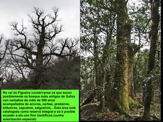 No val do Figueiro consérvanse os que sexan
posiblemente os bosque máis antigos de Galiza
con carballos de máis de 500 anos
acompañados de acivros, carbas, pradairos,
bidueiros, capudres, salgueiros... Esta área está
catalogada como reserva integral e só é posible
acceder a ela con fins científicos (cunha
autorización especial).
 