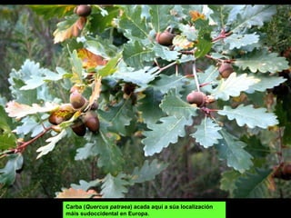 Carba (Quercus patraea) acada aquí a súa localización
máis sudoccidental en Europa.
 
