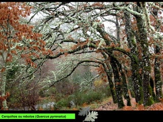 Cerquiños ou rebolos (Quercus pyrenaica)
 