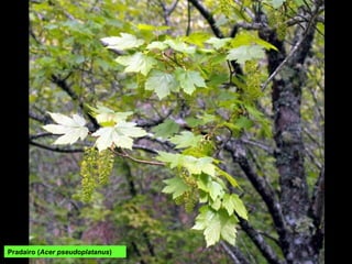 Pradairo (Acer pseudoplatanus)
 