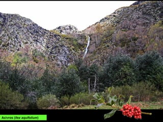 Acivros (Ilex aquifolium)
 