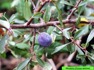 Abruñeiro (Prunus spinosa)
 