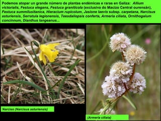 Podemos atopar un grande número de plantas endémicas e raras en Galiza: Allium
victorialis, Festuca elegans, Festuca graniticola (exclusiva do Macizo Central ourensán),
Festuca summilusitanica, Hieracium rupicolum, Jasione laevis subsp. carpetana, Narcisus
asturiensis, Serratula legionensis, Teesdaliopsis conferta, Armeria ciliata, Ornithogalum
concinnum, Dianthus langeanus...
Narciso (Narcisus asturiensis)
(Armeria ciliata)
 