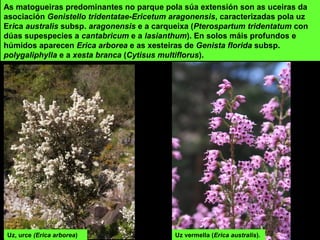 As matogueiras predominantes no parque pola súa extensión son as uceiras da
asociación Genistello tridentatae-Ericetum aragonensis, caracterizadas pola uz
Erica australis subsp. aragonensis e a carqueixa (Pterospartum tridentatum con
dúas supespecies a cantabricum e a lasianthum). En solos máis profundos e
húmidos aparecen Erica arborea e as xesteiras de Genista florida subsp.
polygaliphylla e a xesta branca (Cytisus multiflorus).
Uz vermella (Erica australis).Uz, urce (Erica arborea)
 