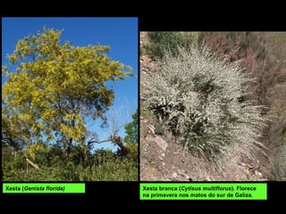 Xesta branca (Cytisus multiflorus). Florece
na primavera nos matos do sur de Galiza.
Xesta (Genista florida)
 