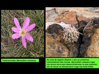 Tollemerendas (Merendera montana) As uvas de lagarto (Sedum..) son os primeiros
colonizadores das rochas. Aproveitan calquera lugar
con pouca terra para desenvolvérense xa que soportan
ben as secas ao almacenaren auga nas súas follas.
 