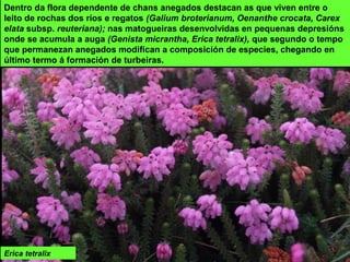 Dentro da flora dependente de chans anegados destacan as que viven entre o
leito de rochas dos ríos e regatos (Galium broterianum, Oenanthe crocata, Carex
elata subsp. reuteriana); nas matogueiras desenvolvidas en pequenas depresións
onde se acumula a auga (Genista micrantha, Erica tetralix), que segundo o tempo
que permanezan anegados modifican a composición de especies, chegando en
último termo á formación de turbeiras.
Erica tetralix
 