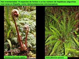 Hai inventariadas 14 especies de fentos e un bo número de hepáticas (algunhas
moi raras en España, como Aphanolejaeunea microscopica),
Fenta (Blecnum spicant)Dentabrú (Osmunda regalis)
 