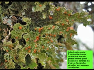 Lobaria pulmonaria.
É un lique facilmente
recoñecible polo seu
grande tamaño que se
atopa sobre os toros das
árbores. As manchas
vermellas son os corpos
reprodutores.
 