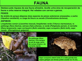 FAUNA
Destaca pola riqueza da súa fauna silvestre. Acolle unha área de recuperación da
fauna e unha reserva integral. Hai valados con cervos e gamos.
PEIXES
No ámbito do parque atópanse dúas especies de peixes autóctonos ameazados, o cacho
(Squalius carolitertii), e a boga do Douro ou escalo (Chondrostoma duriense).
ANFIBIOS
Limpafontes común (Lissotriton boscai), limpafontes verde (Triturus marmoratus), ra
patilonga (Rana iberica), estroza (Hyla arborea), ra verde (Pelophylax perezi), rá vermella
(Rana temporaria), sapo corriqueiro (Bufo calamita), sapo cunqueiro (Bufo bufo), sapo
raxado (Discoglossus galganoi)…
Ra patilonga (Rana
iberica). Vive sempre
ao pé da auga, perto
de cursos limpos e de
corrente rápida.
Sapo cunqueiro (Bufo bufo). É o máis grande dos
sapos galegos (as femias poden acadar os 15 cm).
 