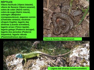 RÉPTILES
Víbora fociñuda (Vipera latastei),
víbora de Seoane (Vipera seoanei),
cobra de colar (Natrix natrix),
cobra de auga (Natrix maura),
cobregón (Malpolon
monspessulanus), esgonzo común
(Chalcides striatus), escáncer
(Anguis fragilis), lagarto das
silveiras (Lacerta schreiberi),
lagarto arnao (Timon lepida),
lagarta galega (Podarcis bocagei),
lagarta dos penedos (Podarcis
hispanica), lagarta rabuda
(Psammodromus algirus)...
Víbora de Seoane (Vipera seoanei)
Lagarto das silveiras (Lacerta schreiberi)
 