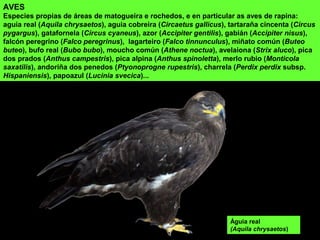 AVES
Especies propias de áreas de matogueira e rochedos, e en particular as aves de rapina:
aguia real (Aquila chrysaetos), aguia cobreira (Circaetus gallicus), tartaraña cincenta (Circus
pygargus), gatafornela (Circus cyaneus), azor (Accipiter gentilis), gabián (Accipiter nisus),
falcón peregrino (Falco peregrinus), lagarteiro (Falco tinnunculus), miñato común (Buteo
buteo), bufo real (Bubo bubo), moucho común (Athene noctua), avelaiona (Strix aluco), pica
dos prados (Anthus campestris), pica alpina (Anthus spinoletta), merlo rubio (Monticola
saxatilis), andoriña dos penedos (Ptyonoprogne rupestris), charrela (Perdix perdix subsp.
Hispaniensis), papoazul (Lucinia svecica)...
Águia real
(Aquila chrysaetos)
 