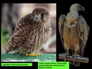 Lagarteiro (Falco tinnunculus)
Voitre (Gyps fulvus). Pode verse
ocasionalmente nas Serras do
Macizo Central.
 