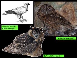 Avelaiona (Strix aluco)
Bufo real (Bubo bubo).
Tartaraña cincenta
(Circus pygargus)
 