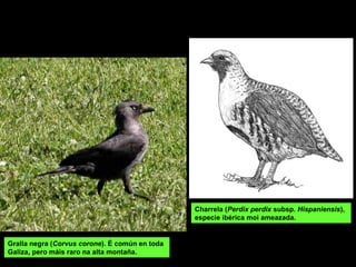 Gralla negra (Corvus corone). É común en toda
Galiza, pero máis raro na alta montaña.
Charrela (Perdix perdix subsp. Hispaniensis),
especie ibérica moi ameazada.
 