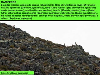 MAMÍFEROS
É un dos maiores valores do parque natural: leirón (Glis glis), trilladeira nival (Chyonomis
nivalis), aguaneiro (Galemys pyrenaicus), lobo (Canis lupus), gato bravo (Felis sylvestris),
marta (Martes martes), armiño (Mustela erminea), tourón (Mustela putorius), lontra (Lutra
lutra), xabarín (Sus scrofa), corzo (Capreolus capreolus), lebre ibérica (Lepus granatensis)...
Hai varias especies reintroducidas: cervo (Cervus elaphus), cabra brava (Capra pyrenaica) e
rebezo (Rupicapra rupicapra).
Cabra fera (Capra pyrenaica)
 