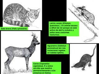 Gato bravo (Felis sylvestris)
Leirón careto (Eliomys
quercinus ). Un animal escaso
e dificil de ver porque só está
activo de abril a outubro e
polos seus costumes
nocturnos.
Aguaneiro (Galemys
pyrenaicus) ten nos
numerosos regatos
un hábitat óptimo.
Corzo (Capreolus
capreolus). É o único
cérvido que mantivo
permanentemente a súa
presenza en Galiza.
 