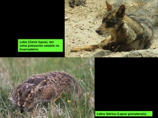 Lebre ibérica (Lepus granatensis).
Lobo (Canis lupus), ten
unha poboación estable no
Invernadeiro.
 