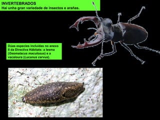 INVERTEBRADOS
Hai unha gran variedade de insectos e arañas.
Dúas especies incluídas no anexo
II da Directiva Hábitats: a lesma
(Geomalacus maculosus) e a
vacaloura (Lucanus cervus).
 