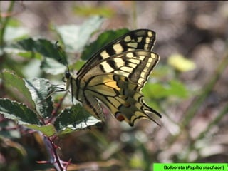 Bolboreta (Papilio machaon)
 