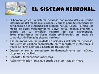 EL SISTEMA NEURONAL.
• El hombre posee un sistema nervioso por medio del cual recibe
  información del medio que le rodea , y que le permite reaccionar de
  pendiendo de la ejecución del proceso natural Causa – Efecto Por
  medio de estos mecanismos ve y oye, actúa, analiza, organiza y
  guarda en su encéfalo registro de sus experiencias.
  Estos mecanismos nerviosos están configurados en líneas de
  comunicación llamadas sistema nervioso.
• Las neuronas son las unidades funcionales del sistema nervioso,
  pues sirve de eslabón comunicante entre receptores y efectores, a
  través de fibras nerviosas. Consta de tres partes:
• Cuerpo o soma: compuesto fundamentalmente por núcleo,
  citoplasma y nucléolo.
• Dendritas: terminaciones nerviosas.
• Axón: terminación larga, que puede alcanzar hasta un metro.
 