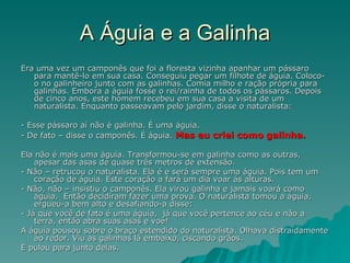 A Águia e a Galinha Era uma vez um camponês que foi a floresta vizinha apanhar um pássaro para mantê-lo em sua casa. Conseguiu pegar um filhote de águia. Coloco-o no galinheiro junto com as galinhas. Comia milho e ração própria para galinhas. Embora a águia fosse o rei/rainha de todos os pássaros. Depois de cinco anos, este homem recebeu em sua casa a visita de um naturalista. Enquanto passeavam pelo jardim, disse o naturalista: - Esse pássaro aí não é galinha. É uma águia. - De fato – disse o camponês. É águia.  Mas eu criei como galinha.   Ela não é mais uma águia. Transformou-se em galinha como as outras, apesar das asas de quase três metros de extensão.  - Não – retrucou o naturalista. Ela é e será sempre uma águia. Pois tem um coração de águia. Este coração a fará um dia voar ás alturas.  - Não, não – insistiu o camponês. Ela virou galinha e jamais voará como águia.  Então decidiram fazer uma prova. O naturalista tomou a águia, ergueu-a bem alto e desafiando-a disse:  - Já que você de fato é uma águia,  já que você pertence ao céu e não a terra, então abra suas asas e voe!  A águia pousou sobre o braço estendido do naturalista. Olhava distraidamente ao redor. Viu as galinhas lá embaixo, ciscando grãos.  E pulou para junto delas. 