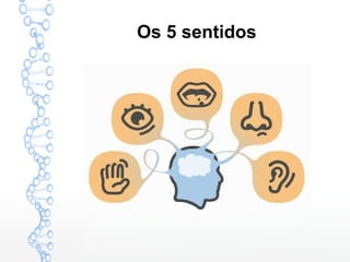 Os 5 sentidos
 