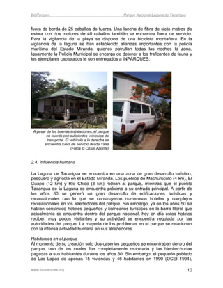 BioParques                                         Parque Nacional Laguna de Tacarigua


fuera de borda de 25 caballos de fuerza. Una lancha de fibra de siete metros de
eslora con dos motores de 40 caballos también se encuentra fuera de servicio.
Para la vigilancia de la playa se dispone de una bicicleta montañera. En la
vigilancia de la laguna se han establecido alianzas importantes con la policía
marítima del Estado Miranda, quienes patrullan todas las noches la zona.
Igualmente la Policía Municipal se encarga de detener a los traficantes de fauna y
los ejemplares capturados le son entregados a INPARQUES.




 A pesar de las buenas instalaciones, el parque
        no cuenta con suficientes vehículos de
         transporte. El vehículo a la derecha se
       encuentra fuera de servicio desde 1999
                         (Fotos © César Aponte)


2.4. Influencia humana

La Laguna de Tacarigua se encuentra en una zona de gran desarrollo turístico,
pesquero y agrícola en el Estado Miranda. Los pueblos de Machurucuto (4 km), El
Guapo (12 km) y Río Chico (3 km) rodean al parque, mientras que el pueblo
Tacarigua de la Laguna se encuentra próximo a su entrada principal. A partir de
los años 80 se generó un gran desarrollo de edificaciones turísticas y
recreacionales con lo que se construyeron numerosos hoteles y complejos
recreacionales en los alrededores del parque. Sin embargo, ya en los años 50 se
habían construido hoteles pequeños y balnearios turísticos en la barra litoral que
actualmente se encuentra dentro del parque nacional, hoy en día estos hoteles
reciben muy pocos visitantes y su actividad se encuentra regulada por las
autoridades del parque. La mayoría de los problemas en el parque se relacionan
con la intensa actividad humana en sus alrededores.

Habitantes en el parque
Al momento de su creación sólo dos caseríos pequeños se encontraban dentro del
parque, uno de los cuales fue completamente reubicado y las bienhechurías
pagadas a sus habitantes durante los años 80. Sin embargo, el pequeño poblado
de Las Lapas de apenas 15 viviendas y 46 habitantes en 1990 (OCEI 1994),

www.bioparques.org                                                                       10
 