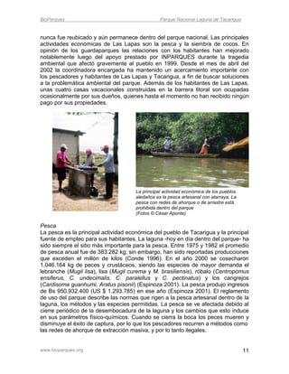 BioParques                                       Parque Nacional Laguna de Tacarigua


nunca fue reubicado y aún permanece dentro del parque nacional. Las principales
actividades económicas de Las Lapas son la pesca y la siembra de cocos. En
opinión de los guardaparques las relaciones con los habitantes han mejorado
notablemente luego del apoyo prestado por INPARQUES durante la tragedia
ambiental que afectó gravemente al pueblo en 1999. Desde el mes de abril del
2002 la coordinadora encargada ha mantenido un acercamiento importante con
los pescadores y habitantes de Las Lapas y Tacarigua, a fin de buscar soluciones
a la problemática ambiental del parque. Además de los habitantes de Las Lapas,
unas cuatro casas vacacionales construidas en la barrera litoral son ocupadas
ocasionalmente por sus dueños, quienes hasta el momento no han recibido ningún
pago por sus propiedades.




                                      La principal actividad económica de los pueblos
                                      aledaños es la pesca artesanal con atarraya. La
                                      pesca con redes de ahorque o de arrastre está
                                      prohibida dentro del parque
                                      (Fotos © César Aponte)

Pesca
La pesca es la principal actividad económica del pueblo de Tacarigua y la principal
fuente de empleo para sus habitantes. La laguna -hoy en día dentro del parque- ha
sido siempre el sitio más importante para la pesca. Entre 1975 y 1982 el promedio
de pesca anual fue de 383.282 kg; sin embargo, han sido reportadas producciones
que exceden el millón de kilos (Conde 1996). En el año 2000 se cosecharon
1.046.164 kg de peces y crustáceos, siendo las especies de mayor demanda el
lebranche (Mugil lisa), lisa (Mugil curema y M. brasiliensis), róbalo (Centropomus
ensiferus, C. undecimalis, C. paralellus y C. pectinatus) y los cangrejos
(Cardisoma guanhumi, Aratus pisonii) (Espinoza 2001). La pesca produjo ingresos
de Bs 950.932.400 (US $ 1.293.785) en ese año (Espinoza 2001). El reglamento
de uso del parque describe las normas que rigen a la pesca artesanal dentro de la
laguna, los métodos y las especies permitidas. La pesca se ve afectada debido al
cierre periódico de la desembocadura de la laguna y los cambios que esto induce
en sus parámetros físico-químicos. Cuando se cierra la boca los peces mueren y
disminuye el éxito de captura, por lo que los pescadores recurren a métodos como
las redes de ahorque de extracción masiva, y por lo tanto ilegales.


www.bioparques.org                                                                      11
 