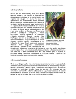 BioParques                                     Parque Nacional Laguna de Tacarigua


3.5. Cacería furtiva

Debido a la alta intervención y destrucción de los
bosques alrededor del parque, el área boscosa
protegida dentro de éste se ha convertido en una
especie de refugio de fauna, lo cual es
aprovechado por los habitantes de los poblados
cercanos dada la relativa facilidad con la que se
consiguen ciertas presas de caza. La extracción
de especies de fauna se realiza tanto con fines de
subsistencia como con fines de comercialización.
El tráfico de fauna afecta principalmente a las
aves, pero también a algunos mamíferos como
perezas      (Bradypus      variegatus),     monos
capuchinos (Cebus olivaceus) y araguatos
(Alouatta seniculus). Durante nuestra visita
BioParques observó a los oficiales de la policía
municipal entregar a los guardaparques un par de Un araguato (Alouatta seniculus)
turpiales (Icterus icterus) decomisados a un recientemente decomisado a
traficante de fauna local. Igualmente pudimos traficantes de fauna
observar      tres    araguatos      recientemente (Foto © César Aponte)
decomisados, mantenidos en cautiverio en las
instalaciones del parque. Igualmente, la captura de cangrejos azules (Cardisoma
guanhumi) con fines comerciales es alta. Las autoridades policiales nos afirmaron
que este año se han decomisado más de 3.000 trampas para la captura de
cangrejos. Existe cierto nivel de saqueos de nidos de tortugas y caimanes; sin
embargo, no es tan grave como en otros lugares.


3.6. Incendios forestales

Hacia el sur del parque los incendios forestales son relativamente frecuentes. Esta
zona está dominada por bosques secos con cierto nivel de intervención y una gran
porción de sabanas. La mayoría de los incendios son causados por actividades
agrícolas en haciendas privadas fuera del parque; sin embargo, ya han
comenzado a afectar las sabanas y bosques de Laguna de Tacarigua. Si bien el
problema de los incendios no es tan grave como en otros parques nacionales, el
parque no cuenta con todo el equipo necesario para combatirlos.




www.bioparques.org                                                                   18
 