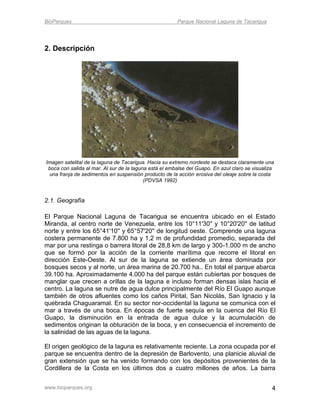 BioParques                                              Parque Nacional Laguna de Tacarigua




2. Descripción




Imagen satelital de la laguna de Tacarigua. Hacia su extremo nordeste se destaca claramente una
 boca con salida al mar. Al sur de la laguna está el embalse del Guapo. En azul claro se visualiza
 una franja de sedimentos en suspensión producto de la acción erosiva del oleaje sobre la costa
                                           (PDVSA 1992)


2.1. Geografía

El Parque Nacional Laguna de Tacarigua se encuentra ubicado en el Estado
Miranda, al centro norte de Venezuela, entre los 10°11'30'' y 10°20'20'' de latitud
norte y entre los 65°41'10'' y 65°57'20'' de longitud oeste. Comprende una laguna
costera permanente de 7.800 ha y 1,2 m de profundidad promedio, separada del
mar por una restinga o barrera litoral de 28,8 km de largo y 300-1.000 m de ancho
que se formó por la acción de la corriente marítima que recorre el litoral en
dirección Este-Oeste. Al sur de la laguna se extiende un área dominada por
bosques secos y al norte, un área marina de 20.700 ha.. En total el parque abarca
39.100 ha. Aproximadamente 4.000 ha del parque están cubiertas por bosques de
manglar que crecen a orillas de la laguna e incluso forman densas islas hacia el
centro. La laguna se nutre de agua dulce principalmente del Río El Guapo aunque
también de otros afluentes como los caños Pirital, San Nicolás, San Ignacio y la
quebrada Chaguaramal. En su sector nor-occidental la laguna se comunica con el
mar a través de una boca. En épocas de fuerte sequía en la cuenca del Río El
Guapo, la disminución en la entrada de agua dulce y la acumulación de
sedimentos originan la obturación de la boca, y en consecuencia el incremento de
la salinidad de las aguas de la laguna.

El origen geológico de la laguna es relativamente reciente. La zona ocupada por el
parque se encuentra dentro de la depresión de Barlovento, una planicie aluvial de
gran extensión que se ha venido formando con los depósitos provenientes de la
Cordillera de la Costa en los últimos dos a cuatro millones de años. La barra


www.bioparques.org                                                                               4
 
