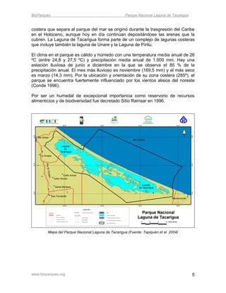 BioParques                                          Parque Nacional Laguna de Tacarigua


costera que separa al parque del mar se originó durante la trasgresión del Caribe
en el Holoceno, aunque hoy en día continúan depositándose las arenas que la
cubren. La Laguna de Tacarigua forma parte de un complejo de lagunas costeras
que incluye también la laguna de Unare y la Laguna de Píritu.

El clima en el parque es cálido y húmedo con una temperatura media anual de 26
ºC (entre 24,8 y 27,5 ºC) y precipitación media anual de 1.000 mm. Hay una
estación lluviosa de junio a diciembre en la que se observa el 85 % de la
precipitación anual. El mes más lluvioso es noviembre (169,5 mm) y el más seco
es marzo (14,3 mm). Por la ubicación y orientación de su zona costera (285º), el
parque se encuentra fuertemente influenciado por los vientos alisios del noreste
(Conde 1996).

Por ser un humedal de excepcional importancia como reservorio de recursos
alimenticios y de biodiversidad fue decretado Sitio Ramsar en 1996.




        Mapa del Parque Nacional Laguna de Tacarigua (Fuente: Tapiquén et al. 2004)




www.bioparques.org                                                                        5
 