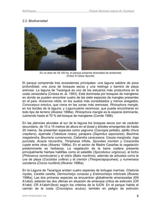 BioParques                                           Parque Nacional Laguna de Tacarigua


2.2. Biodiversidad




             En un área de 39.100 ha, el parque presenta diversidad de ambientes
                                   (Fotos © César Aponte)

El parque comprende tres ecosistemas principales: una laguna salobre de poca
profundidad, una zona de bosques secos y una restinga o barrera de playa
arenosa. La laguna de Tacarigua es uno de los estuarios más productivos en la
costa venezolana (Cressa et. al. 1993). Está dominada por bosques de manglares
en donde se pueden encontrar cuatro de las siete especies de mangles presentes
en el país: Avicennia nitida, en los suelos más consolidados y menos anegados;
Conocarpus erectus, que crece en las zonas más arenosas; Rhizophora mangle,
en los bordes de la laguna; y Laguncularia racemosa, que puede encontrarse en
todo tipo de terreno (Álvarez 1996a). Rhizophora mangle es la especie dominante,
cubriendo hasta el 70 % del bosque de manglares (Conde 1996).

En las planicies aluviales al sur de la laguna los bosques secos son de carácter
secundario, de 10 a 15 metros de altura en el dosel y árboles emergentes de hasta
20 metros. Se presentan especies como yagrumo (Cecropia peltata), jabillo (Hura
crepitans), apamate (Tabebuia rosea), parapara (Sapindus saponarea), Bauhinia
megalandra, Bourreria cumanensis, Caliandra caracasana, Cassia marginata, Inga
punctata, Acacia micrantha, Thiriphasia trifolia, Spondias mombin y Crescentia
cujete entre otras (Álvarez 1996a). En el sector de Madre Casañas la vegetación
predominante es herbácea. La vegetación de la barra costera presenta
principalmente hierbas halófilas como el saladillo (Sporobolus virginicus), el bicho
(Philoxerus vermicularis) y el vidrio (Batis maritima), además de arbustos como la
uva de playa (Cocoloba uvifera) y el cremón (Thespeciapopulnea), y numerosos
cocoteros (Cocos nucifera) (Álvarez 1996a).

En la Laguna de Tacarigua anidan cuatro especies de tortugas marinas: Chelonia
mydas, Caretta caretta, Dermochelys coriacea y Eretmochelys imbricata (Álvarez
1996a). Las dos primeras especies se encuentran globalmente amenazadas (EN
A1abd), estando las dos últimas en situación de amenaza crítica de extinción (CR
A1abd, CR A1abd+2bcd) según los criterios de la IUCN. En el parque habita el
caimán de la costa (Crocodylus acutus), también en peligro de extinción

www.bioparques.org                                                                         6
 