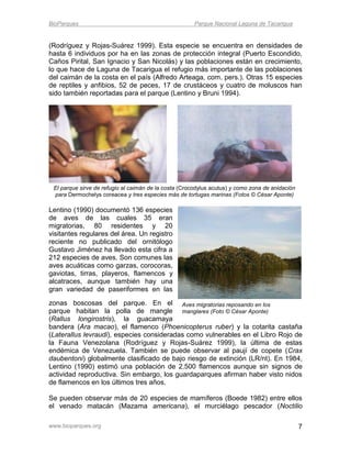 BioParques                                             Parque Nacional Laguna de Tacarigua


(Rodríguez y Rojas-Suárez 1999). Esta especie se encuentra en densidades de
hasta 6 individuos por ha en las zonas de protección integral (Puerto Escondido,
Caños Pirital, San Ignacio y San Nicolás) y las poblaciones están en crecimiento,
lo que hace de Laguna de Tacarigua el refugio más importante de las poblaciones
del caimán de la costa en el país (Alfredo Arteaga, com. pers.). Otras 15 especies
de reptiles y anfibios, 52 de peces, 17 de crustáceos y cuatro de moluscos han
sido también reportadas para el parque (Lentino y Bruni 1994).




 El parque sirve de refugio al caimán de la costa (Crocodylus acutus) y como zona de anidación
 para Dermochelys coreacea y tres especies más de tortugas marinas (Fotos © César Aponte)

Lentino (1990) documentó 136 especies
de aves de las cuales 35 eran
migratorias, 80 residentes y 20
visitantes regulares del área. Un registro
reciente no publicado del ornitólogo
Gustavo Jiménez ha llevado esta cifra a
212 especies de aves. Son comunes las
aves acuáticas como garzas, corocoras,
gaviotas, tirras, playeros, flamencos y
alcatraces, aunque también hay una
gran variedad de paseriformes en las
zonas boscosas del parque. En el Aves migratorias reposando en los
parque habitan la polla de mangle manglares (Foto © César Aponte)
(Rallus longirostris), la guacamaya
bandera (Ara macao), el flamenco (Phoenicopterus ruber) y la cotarita castaña
(Laterallus levraudi), especies consideradas como vulnerables en el Libro Rojo de
la Fauna Venezolana (Rodríguez y Rojas-Suárez 1999), la última de estas
endémica de Venezuela. También se puede observar al paují de copete (Crax
daubentoni) globalmente clasificado de bajo riesgo de extinción (LR/nt). En 1984,
Lentino (1990) estimó una población de 2.500 flamencos aunque sin signos de
actividad reproductiva. Sin embargo, los guardaparques afirman haber visto nidos
de flamencos en los últimos tres años.

Se pueden observar más de 20 especies de mamíferos (Boede 1982) entre ellos
el venado matacán (Mazama americana), el murciélago pescador (Noctilio

www.bioparques.org                                                                               7
 