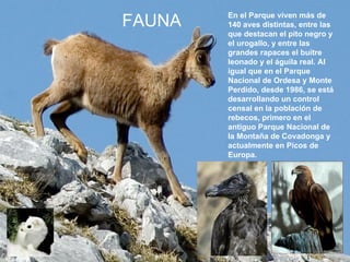 En el Parque viven más de 140 aves distintas, entre las que destacan el pito negro y el urogallo, y entre las grandes rapaces el buitre leonado y el águila real. Al igual que en el Parque Nacional de Ordesa y Monte Perdido, desde 1986, se está desarrollando un control censal en la población de rebecos, primero en el antiguo Parque Nacional de la Montaña de Covadonga y actualmente en Picos de Europa.  FAUNA 