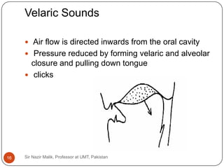 Velaric Sounds

      Air flow is directed inwards from the oral cavity
      Pressure reduced by forming velaric and alveolar
       closure and pulling down tongue
      clicks




16   Sir Nazir Malik, Professor at UMT, Pakistan
 