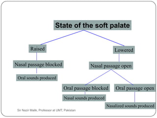 State of the soft palate


               Raised                                               Lowered

     Nasal passage blocked                           Nasal passage open

      Oral sounds produced

                                        Oral passage blocked        Oral passage open
                                        Nasal sounds produced
                                                                Nasalized sounds produced
18    Sir Nazir Malik, Professor at UMT, Pakistan
 