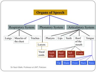 Organs of Speech


       Respiratory System                  Phonatory System               Articulatory System


    Lungs   Muscles of          Trachea           Pharynx     Lips      Teeth      Roof        Tongue
            the chest                                                              of the
                                        Larynx                                     mouth

                                         Vocal        Teeth    Hard       Soft      Uvula
                                         cords        ridge    palate     palate


                                                              Tip    Blade      Front   Back     Rims
8       Sir Nazir Malik, Professor at UMT, Pakistan
 