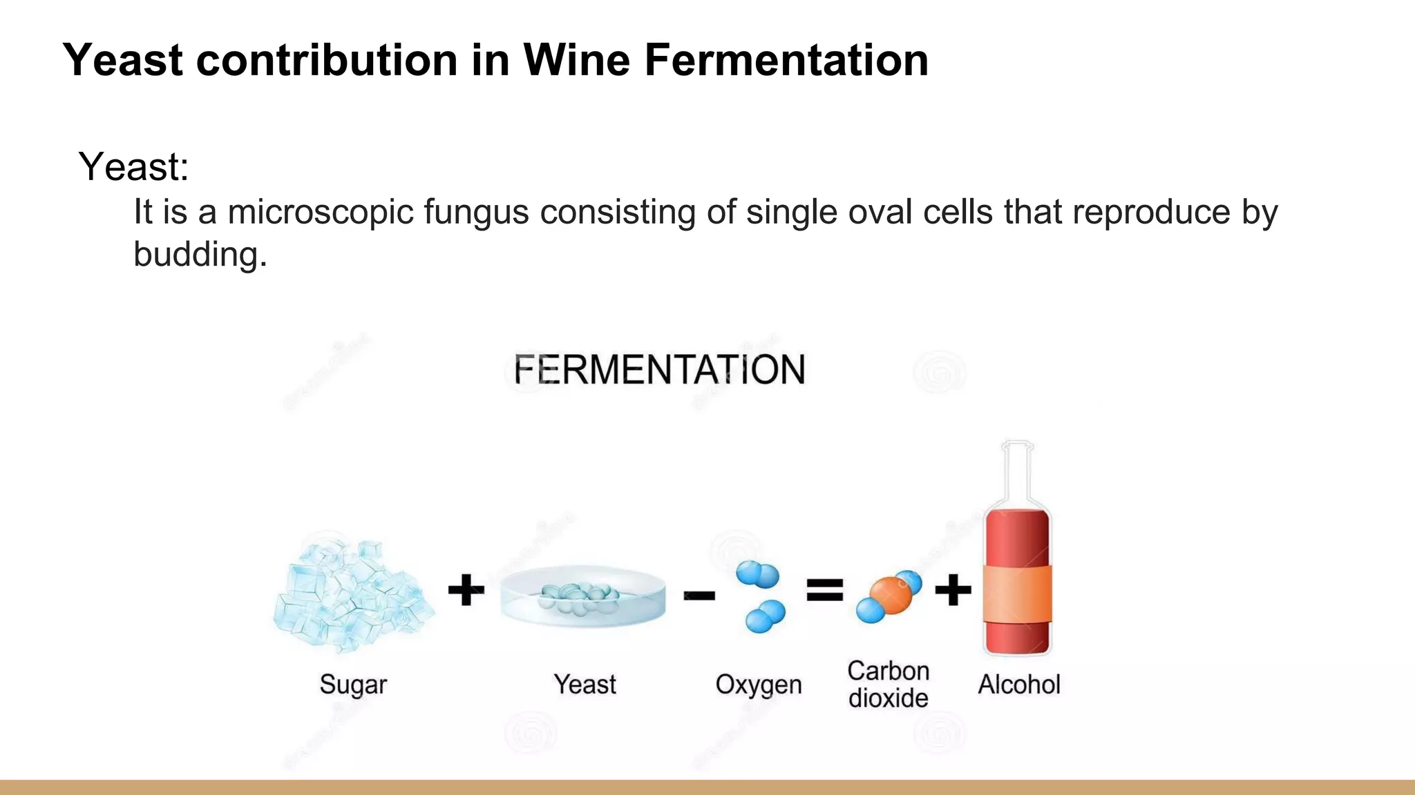 Yeast:
It is a microscopic fungus consisting of single oval cells that reproduce by
budding.
Yeast contribution in Wine Fermentation
 