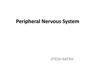 Peripheral Nervous System
JITESH BATRA
 
