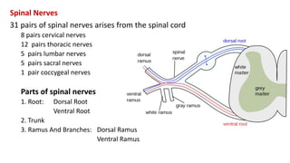 Peripheral nervous system | PPTX