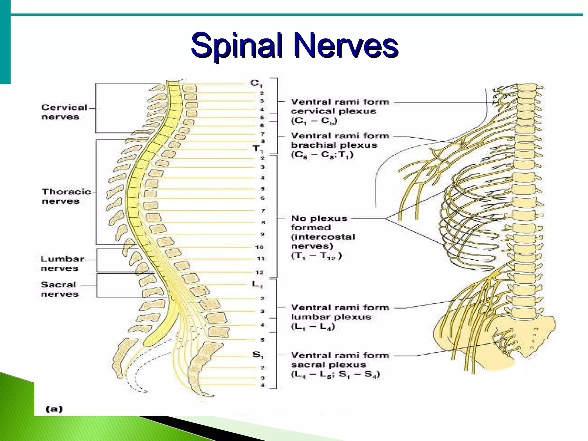 Spinal Nerves 