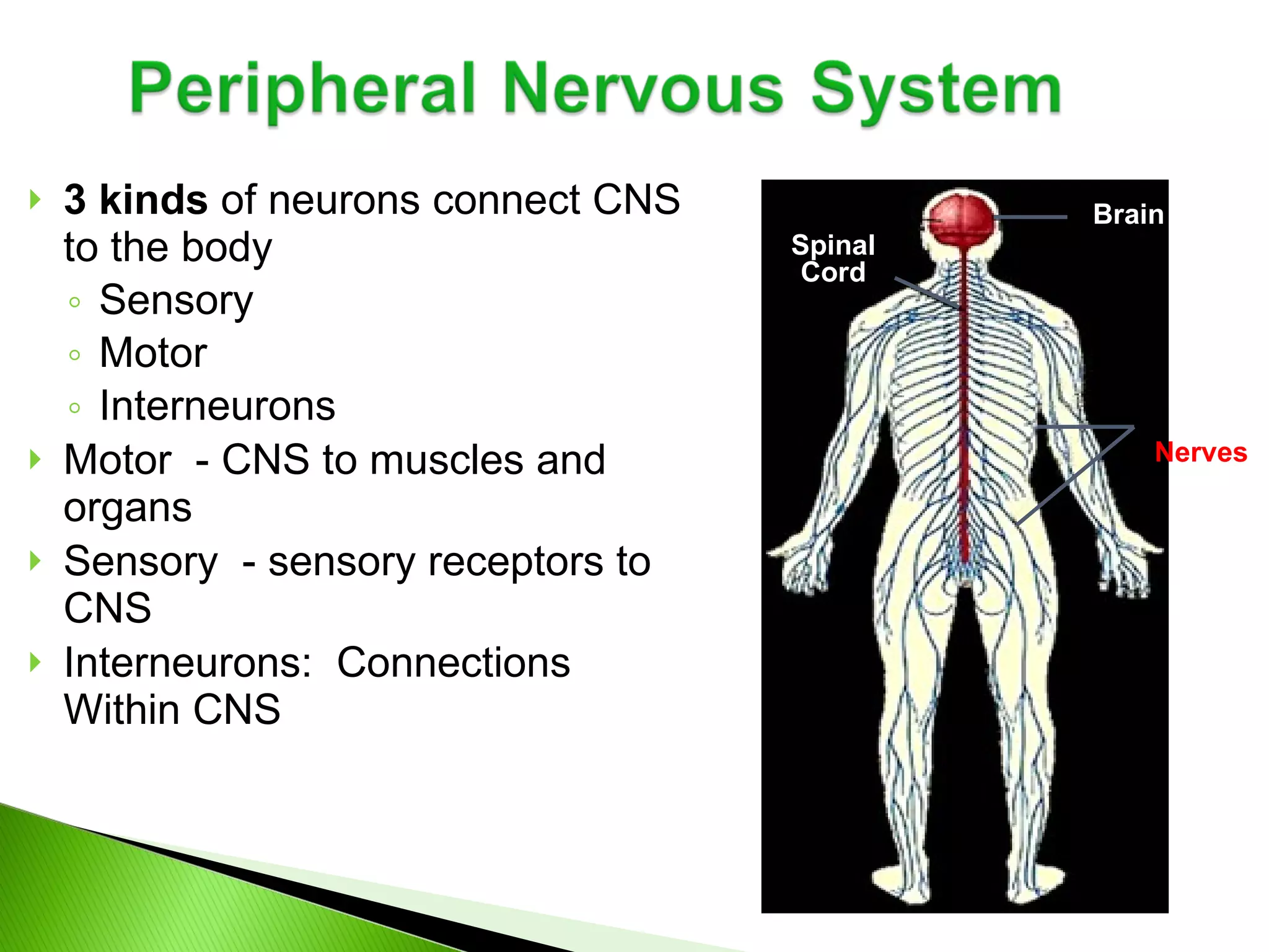 3 kinds  of neurons connect CNS to the body Sensory Motor Interneurons Motor  - CNS to muscles and organs Sensory  - sensory receptors to CNS Interneurons:  Connections Within CNS  Spinal Cord Brain Nerves 