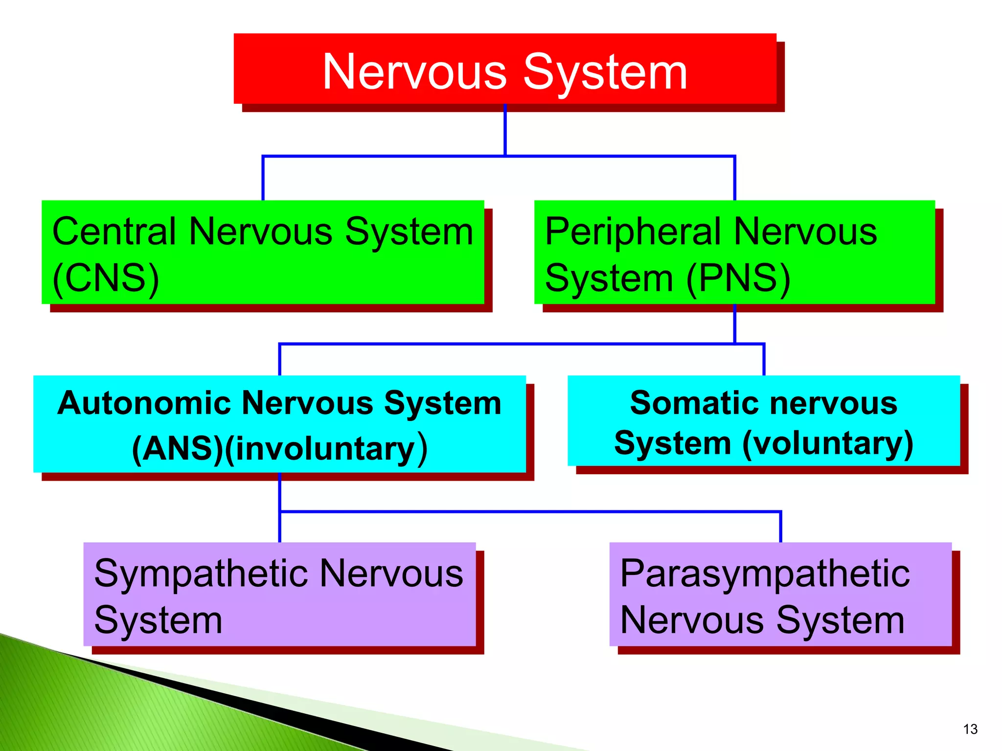 Nervous System Central Nervous System (CNS) Peripheral Nervous System (PNS) Autonomic Nervous System (ANS)(involuntary ) Somatic nervous System (voluntary) Sympathetic Nervous System Parasympathetic Nervous System 
