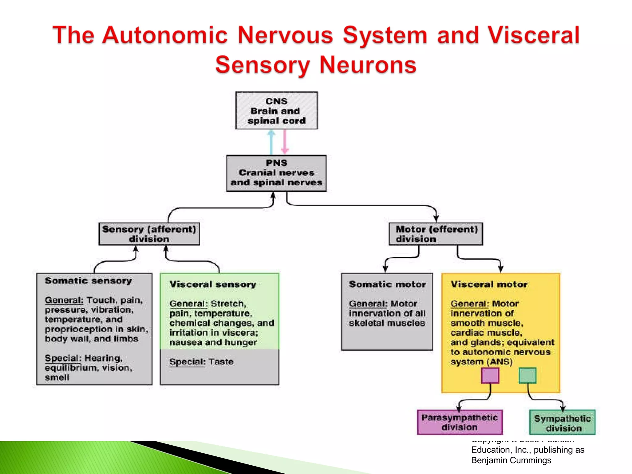 Copyright © 2005 Pearson Education, Inc., publishing as Benjamin Cummings 