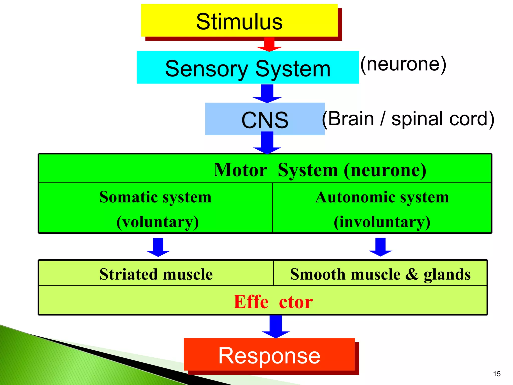 Stimulus Sensory System CNS Response (Brain / spinal cord) (neurone) Motor System (neurone) Somatic system (voluntary) Autonomic system (involuntary) Striated muscle Smooth muscle & glands Effe ctor 