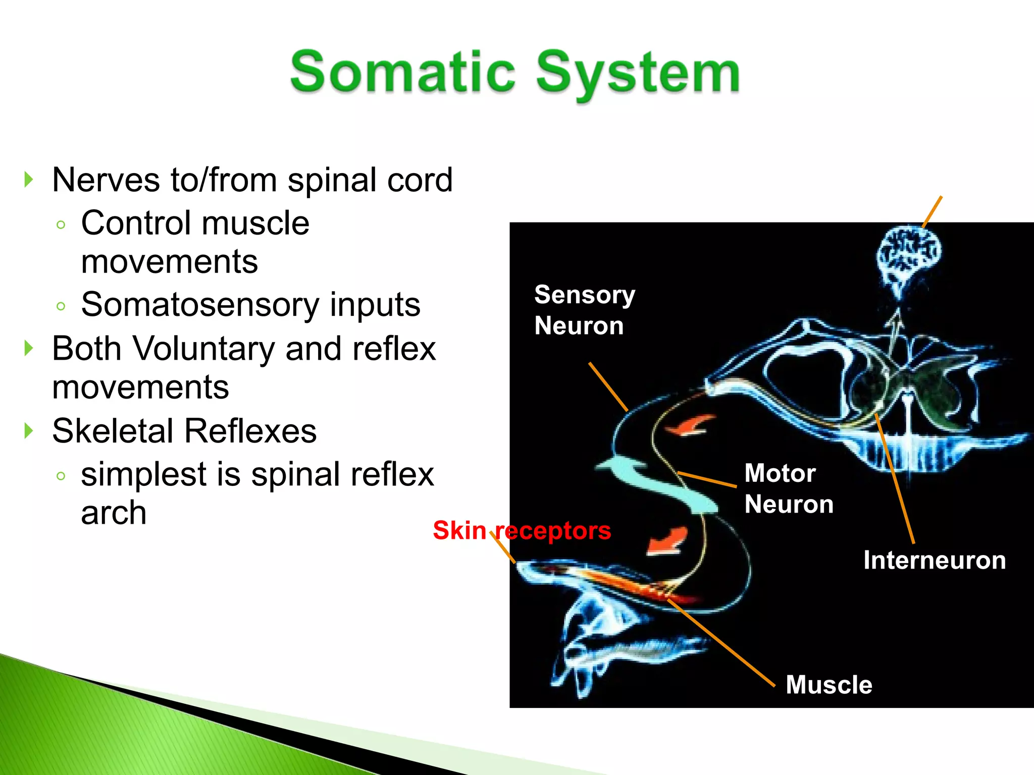 Nerves to/from spinal cord Control muscle movements Somatosensory inputs Both Voluntary and reflex movements Skeletal Reflexes simplest is spinal reflex arch Muscle Motor Neuron Interneuron Skin receptors Sensory Neuron Brain 