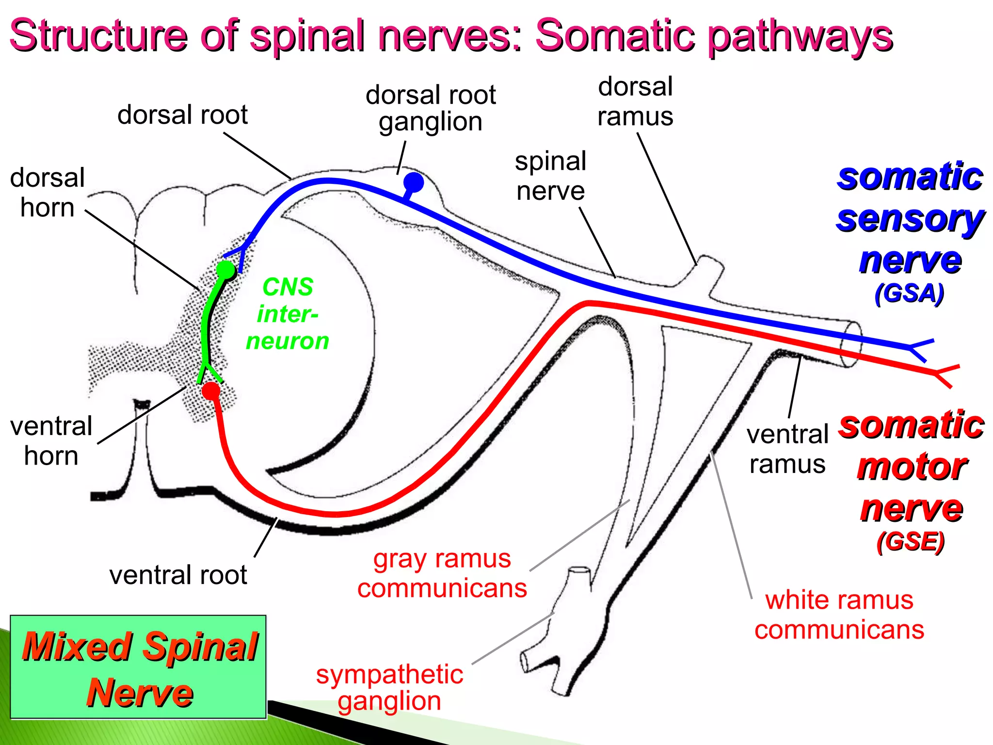 Structure of spinal nerves: Somatic pathways dorsal root dorsal root ganglion ventral root spinal nerve dorsal ramus ventral ramus dorsal horn ventral horn somatic sensory nerve (GSA) somatic motor nerve (GSE) CNS inter- neuron Mixed Spinal Nerve gray ramus communicans white ramus communicans sympathetic ganglion 