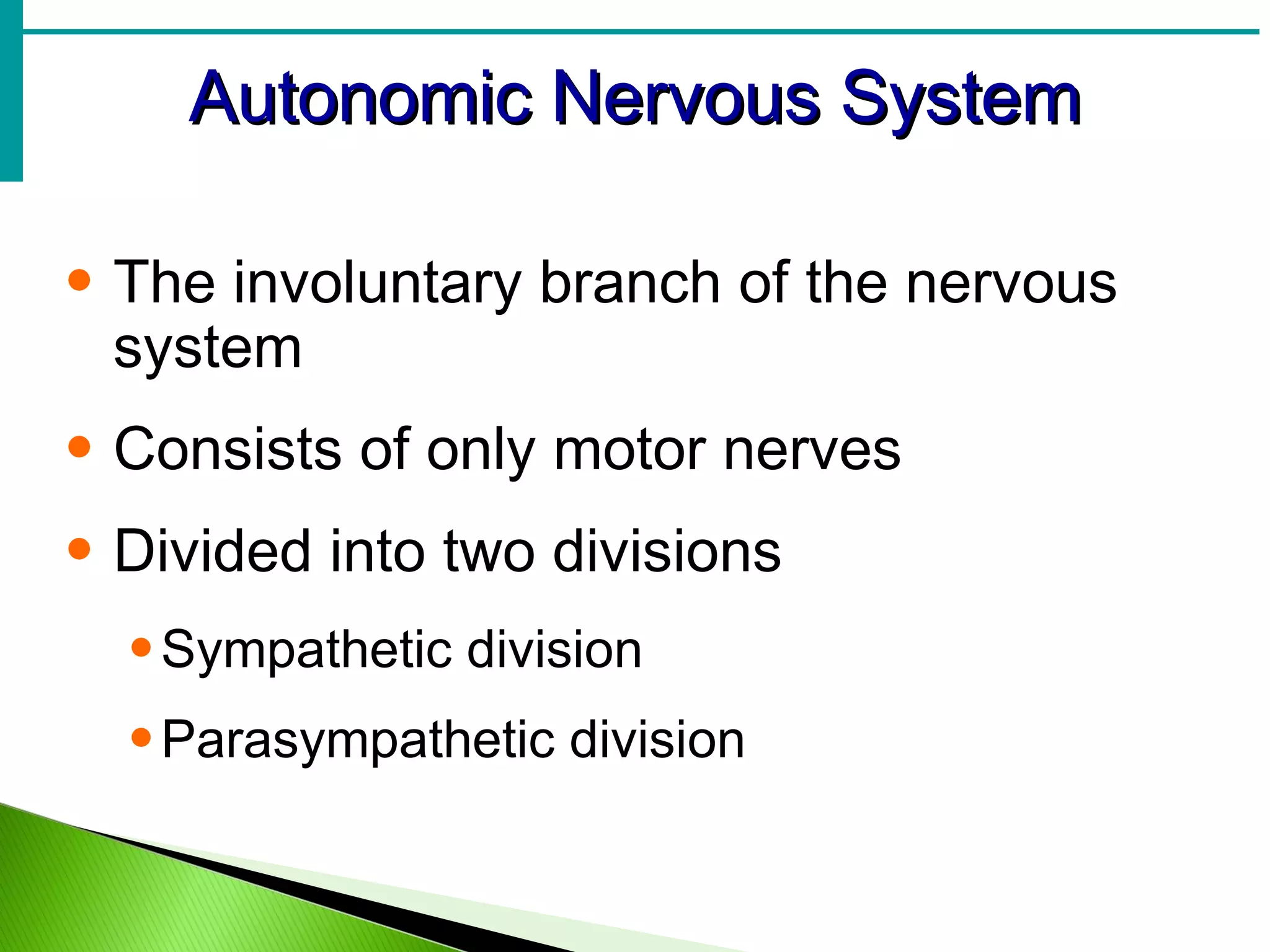 Autonomic Nervous System The involuntary branch of the nervous system Consists of only motor nerves Divided into two divisions Sympathetic division Parasympathetic division 